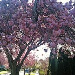 cherrytreesbloom