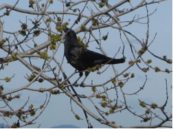 Raven Nibbling on Fresh Shoots