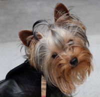 JJ the Yorkie