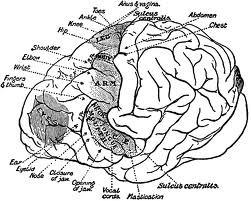 brain-neuro