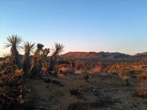 Indiana Merk And The Desert Adventure