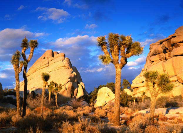 joshuatree-natlpark