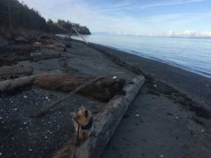 West Coast Beachcombing with JJ