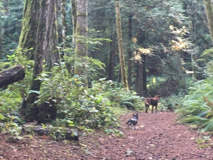 walking in the forests of british columbia with the dogs