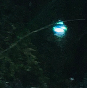 close up of the mysterious glowing sphere in the forest
