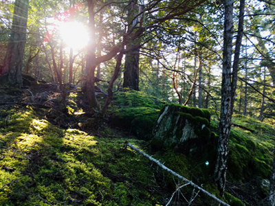 Forest lights in the woods of vancouver island british columbia