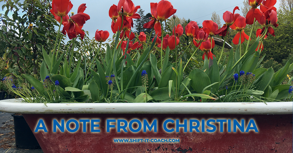red tulips and grape hyacinth in bloom in a lovely rusted old clawfoot tub