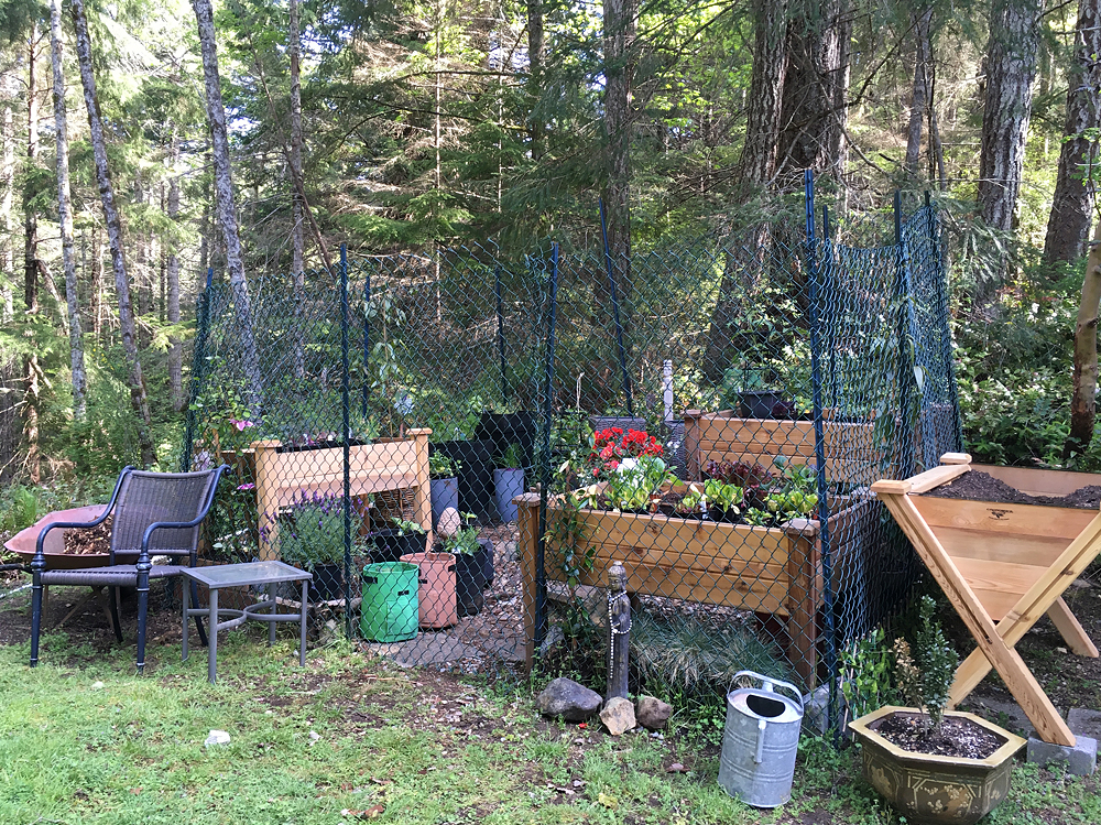 deer proofed vegetable garden setup with new plants and cedar boxes surounded by fencing