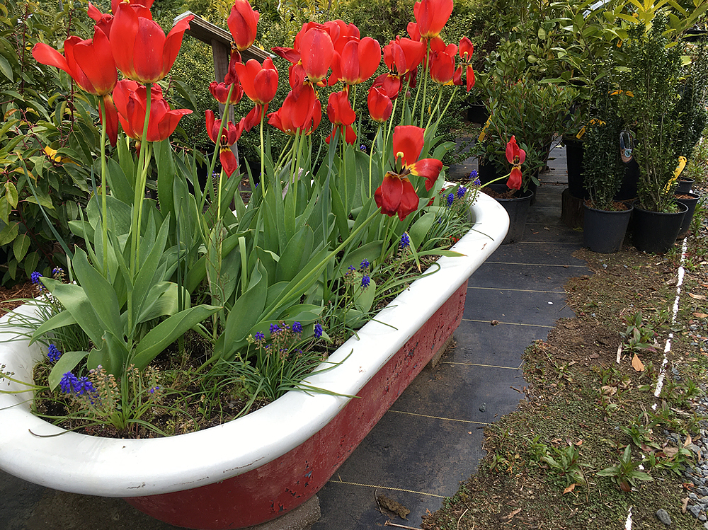 red tulips and grape hyacinth in bloom in a rusted old bathtube