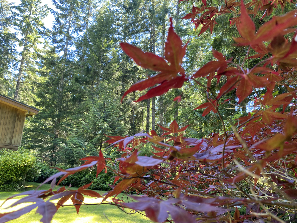 Red leaves photo against the tall evergreen forests of vancouver island