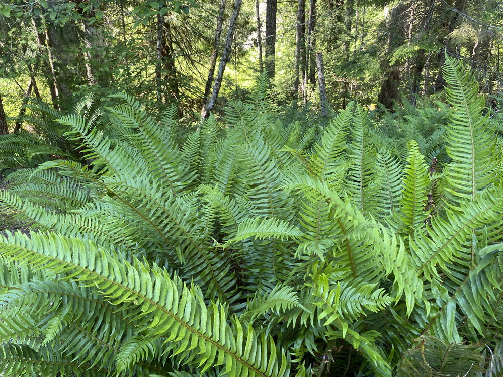 large forest ferns of woods in Metchosin British Columbia