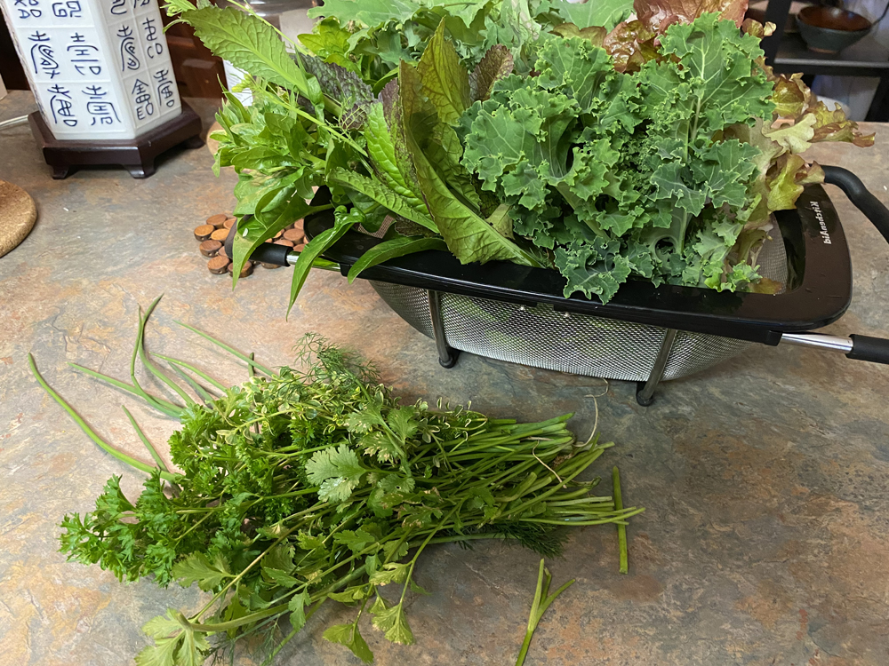 garden bounty - lettuce leaves and herbs in the colander on a granite countertop