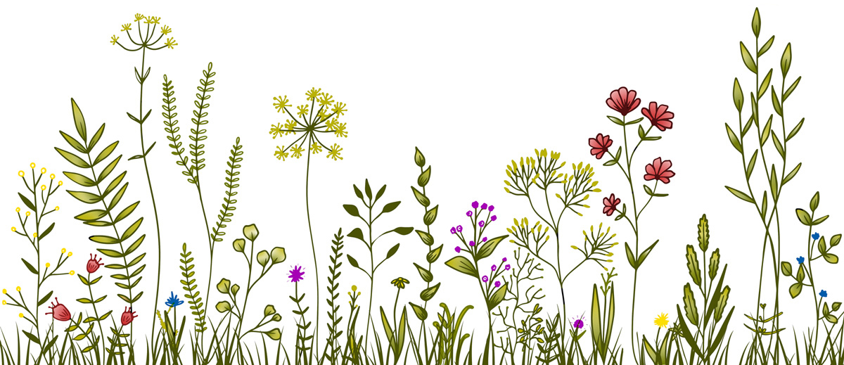 line art colorful of wild flowers and herbs in grass