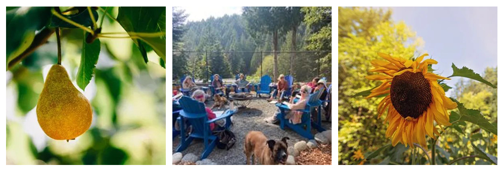 3 photos of beautiful british columbia: close up of a ripe pair hanging from the tree; group of graphic facilitation students in a circle around a firepit, sitting in cobalt blue muskoka chairs; large sunflower against the fall sky