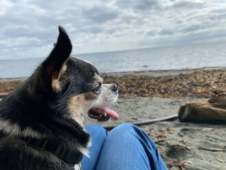 Christina's rescue chihuahua puppy Presley, happily sitting on her lap at the beach on a cloudy day, looking across the straights to the US.