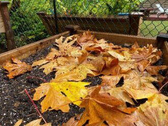 Bright yellow and orange fallen maples leaves on the raised spent vegetable bed.