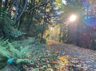 beautiful trail through the dense rainforest of Metchosin, Vancouver Island, with rays of sunshine streaming through the canopy to light the trail.