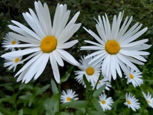 Close up of bright white daisies with a happy yellow centre
