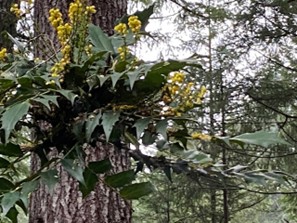 Early spring blooms in muted yellows.