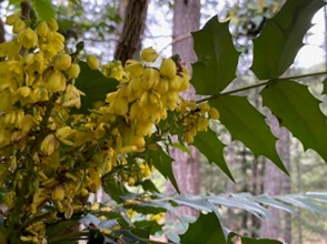 Early spring blooms in muted yellows.