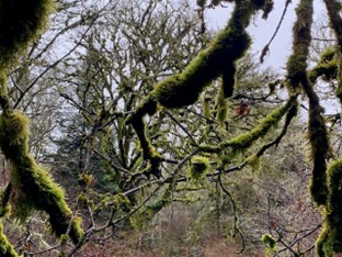 Large tree branch dripping with moss and lichen