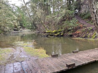 Small pond from the dock with trees all around.