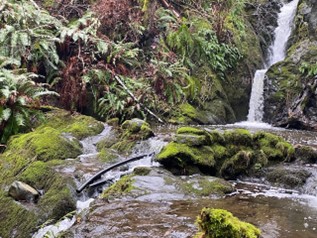 Small waterfall tumbling over mossy rocks on Vancouver Island