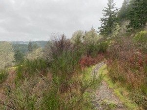 SEarly spring foilage in a variety of greens and browns.