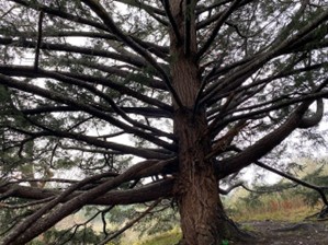 Close up of a large bare tree