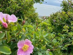 pink wild roses in a field