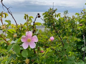 pink wild roses in a field