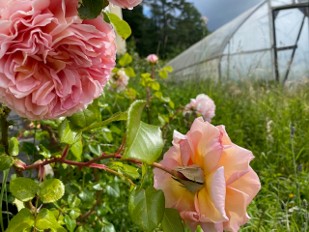 coral cabbage roses close up