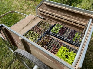 seed starting in the garden, shoots just poking up