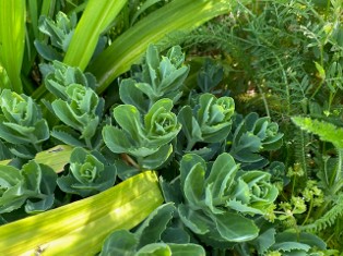 sedum getting ready to show fall colors