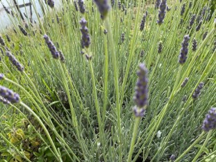 lavendar in bloom