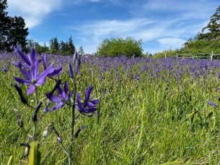 large field filled with purple flowers agains a brilliant blue sky