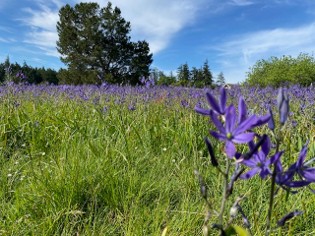 large field filled with purple flowers agains a brilliant blue sky